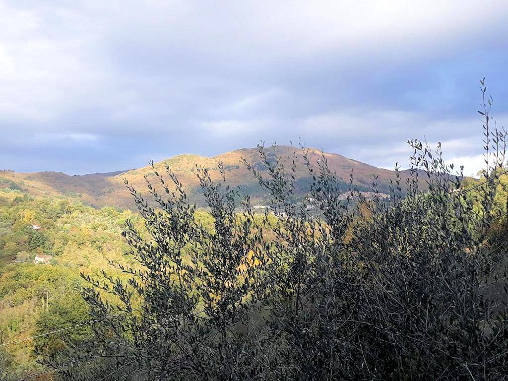 1343-Rustico con ampio terreno e vista panoramica-Pescia-12 Agenzia Immobiliare ASIP