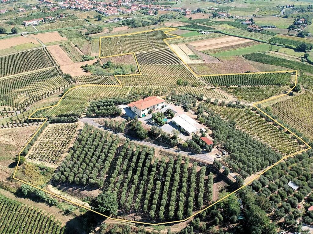 564-Azienda agricola produzione vino ed olio-Cerreto Guidi-2 Agenzia Immobiliare ASIP
