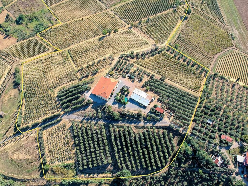 564-Azienda agricola produzione vino ed olio-Cerreto Guidi-5 Agenzia Immobiliare ASIP
