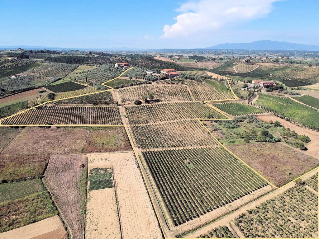 564-Azienda agricola produzione vino ed olio-Cerreto Guidi-4 Agenzia Immobiliare ASIP
