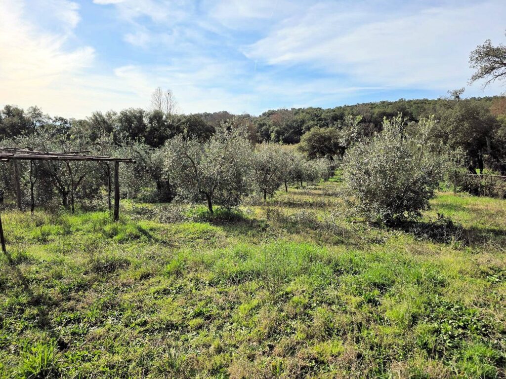 1604-Annesso agricolo in posizione collinare-Roccastrada-6 Agenzia Immobiliare ASIP