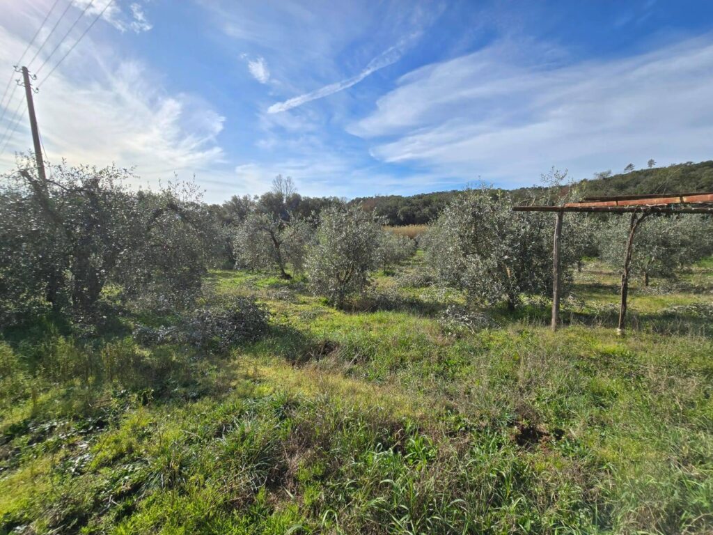 1604-Annesso agricolo in posizione collinare-Roccastrada-10 Agenzia Immobiliare ASIP