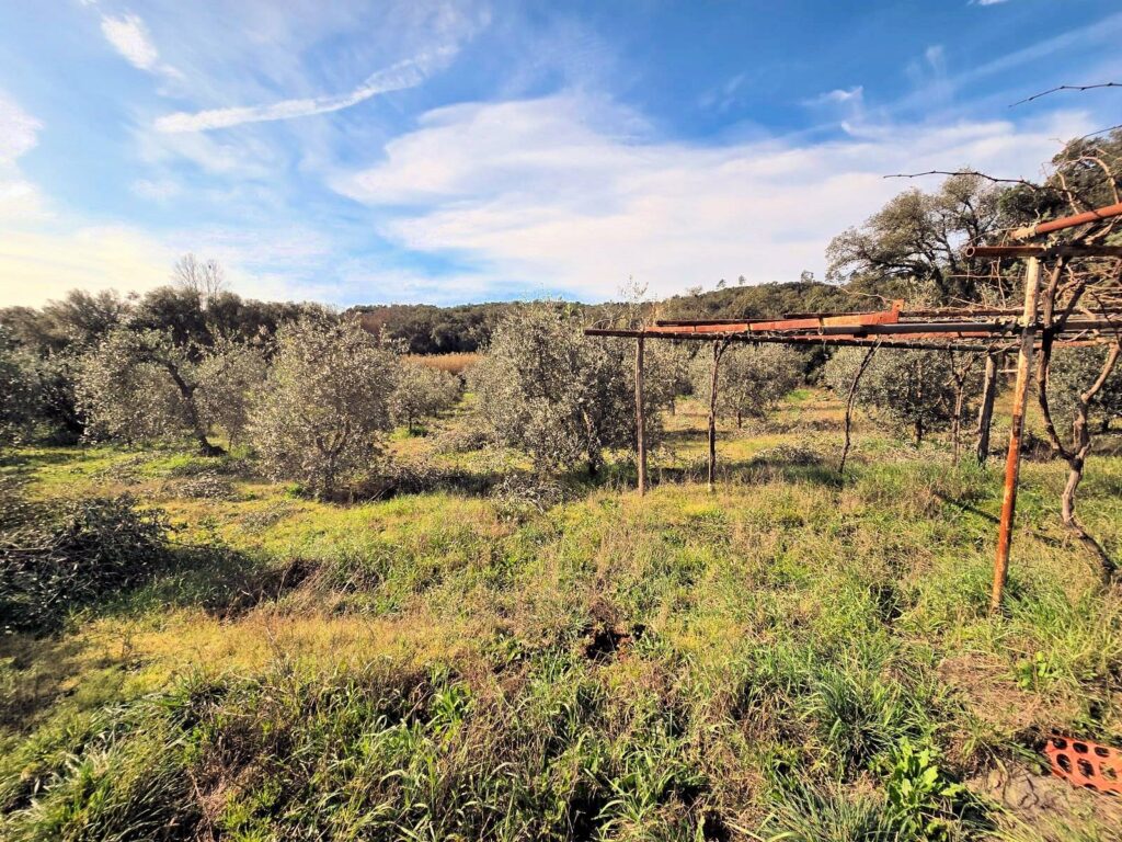 1604-Annesso agricolo in posizione collinare-Roccastrada-12 Agenzia Immobiliare ASIP