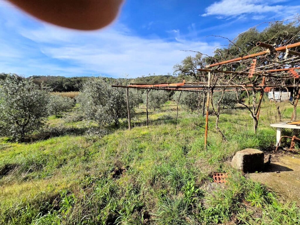 1604-Annesso agricolo in posizione collinare-Roccastrada-8 Agenzia Immobiliare ASIP