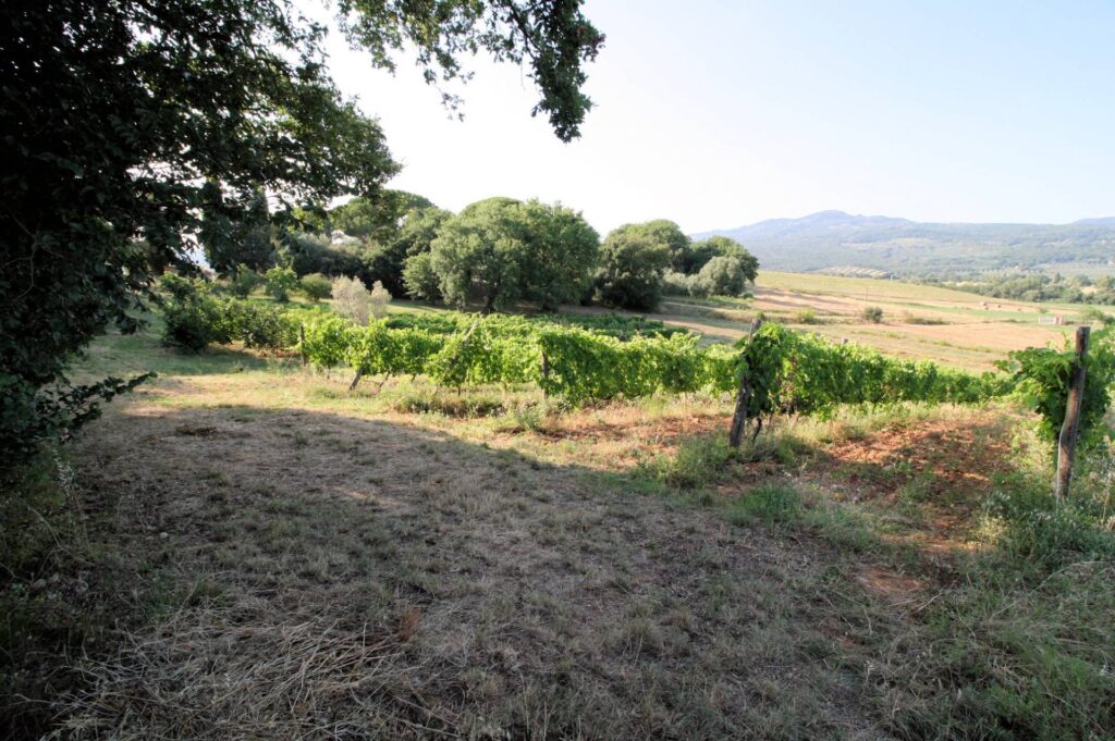 1619-Podere panoramico in Maremma-Roccastrada-6 Agenzia Immobiliare ASIP