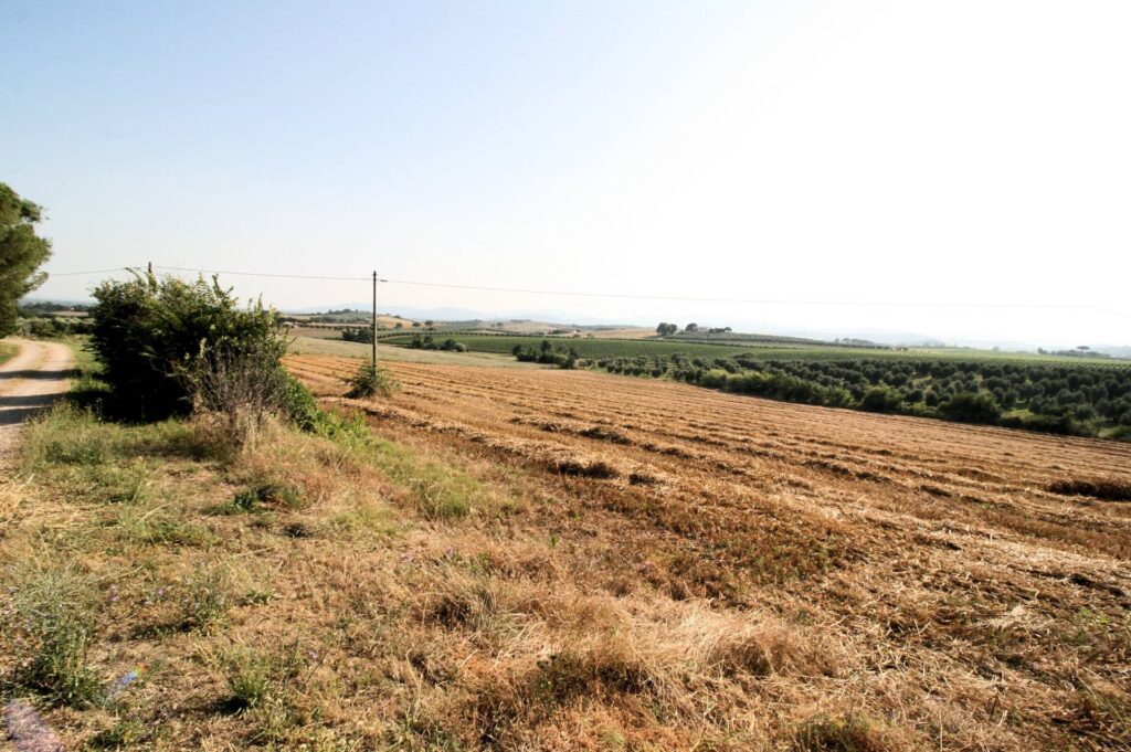 1619-Podere panoramico in Maremma-Roccastrada-20 Agenzia Immobiliare ASIP