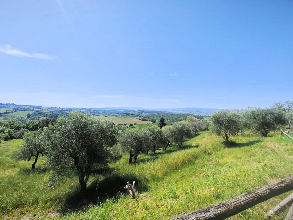 1626-Piccola azienda agricola con casale di campagna-Palaia-11 Agenzia Immobiliare ASIP