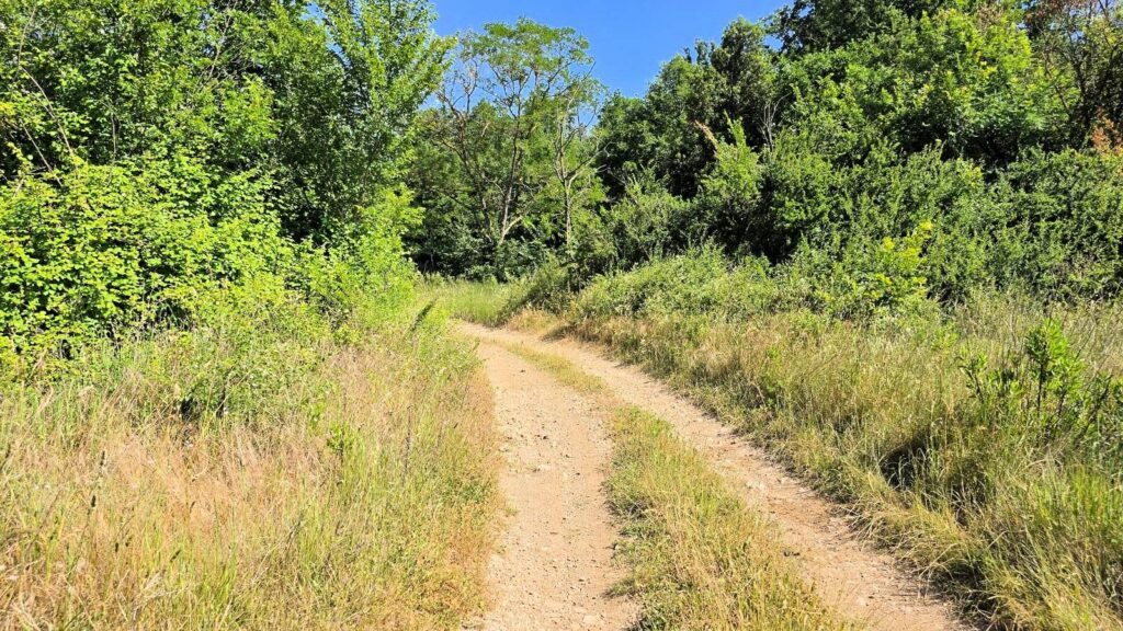 1646-Terreno per azienda agricola in posizione stupenda-Massa Marittima-3 Agenzia Immobiliare ASIP