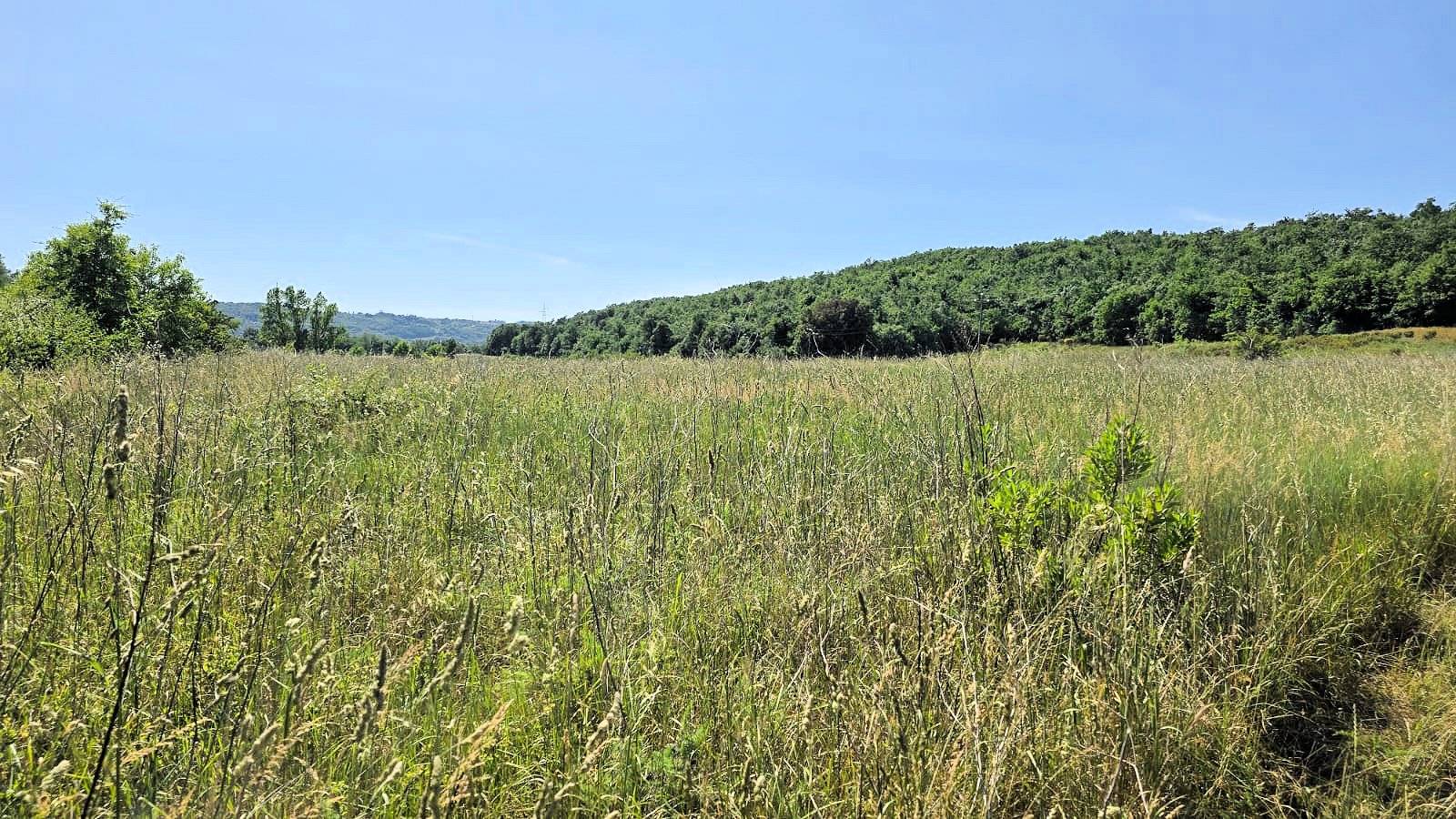 1646-Terreno per azienda agricola in posizione stupenda-Massa Marittima-1 Agenzia Immobiliare ASIP