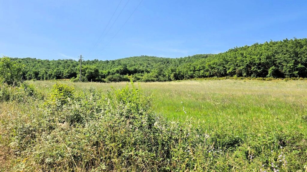 1646-Terreno per azienda agricola in posizione stupenda-Massa Marittima-11 Agenzia Immobiliare ASIP