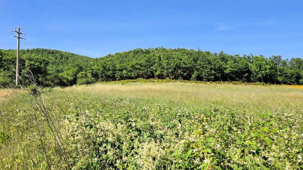 1646-Terreno per azienda agricola in posizione stupenda-Massa Marittima-2 Agenzia Immobiliare ASIP