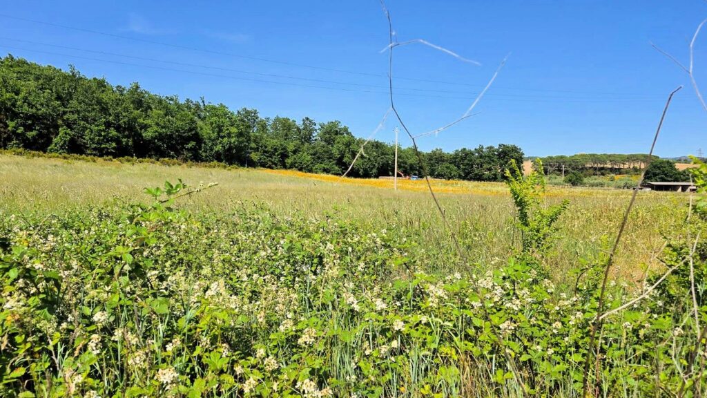 1646-Terreno per azienda agricola in posizione stupenda-Massa Marittima-5 Agenzia Immobiliare ASIP