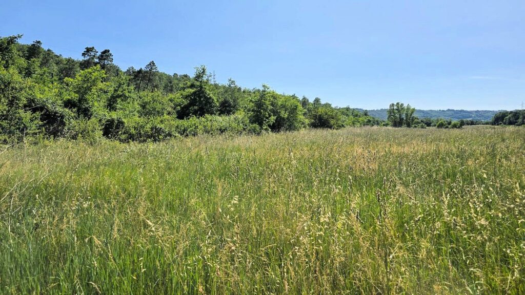 1646-Terreno per azienda agricola in posizione stupenda-Massa Marittima-9 Agenzia Immobiliare ASIP