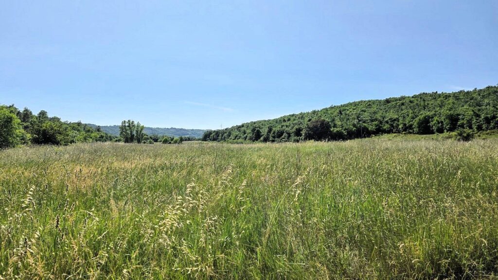 1646-Terreno per azienda agricola in posizione stupenda-Massa Marittima-7 Agenzia Immobiliare ASIP