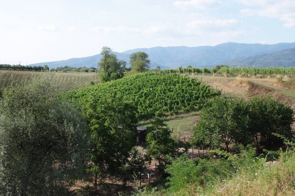 1648-Agriturismo di ampia superficie con vigneto piscina in posizione panoramica-Loro Ciuffenna-4 Agenzia Immobiliare ASIP