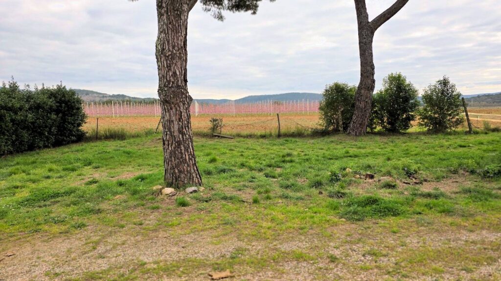 1613-Rustico di ampia superficie da ristrutturare con terreno-Roccastrada-4 Agenzia Immobiliare ASIP