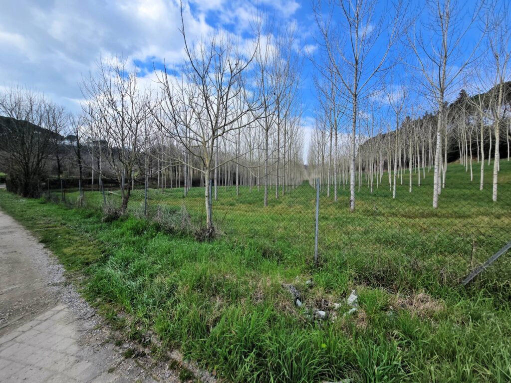 1690-Casale con annessi ampio terreno e vista panoramica-Fucecchio-18 Agenzia Immobiliare ASIP