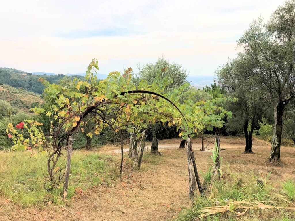 1693-Casa colonica di ampia superficie in posizione dominante con vista panoramica-Massa e Cozzile-8 Agenzia Immobiliare ASIP