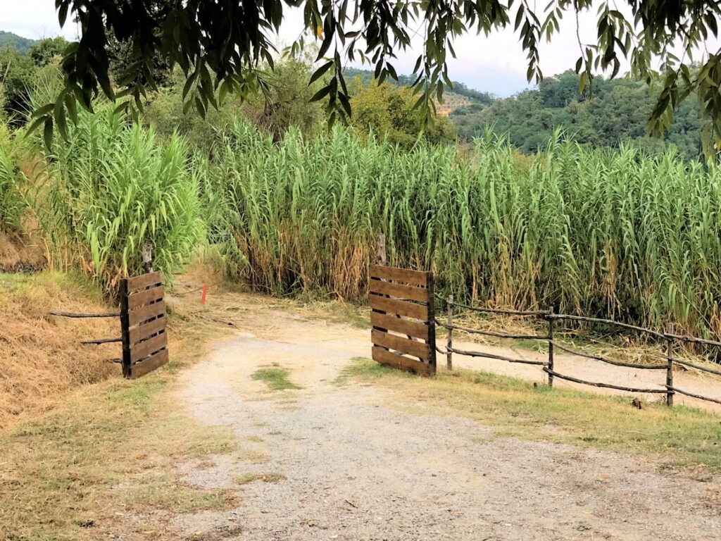 1693-Casa colonica di ampia superficie in posizione dominante con vista panoramica-Massa e Cozzile-7 Agenzia Immobiliare ASIP