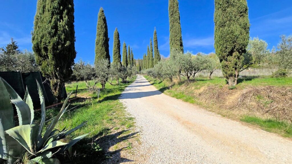 1697-Rustico in stile Toscano con terreno in splendida posizione-Monterotondo Marittimo-6 Agenzia Immobiliare ASIP