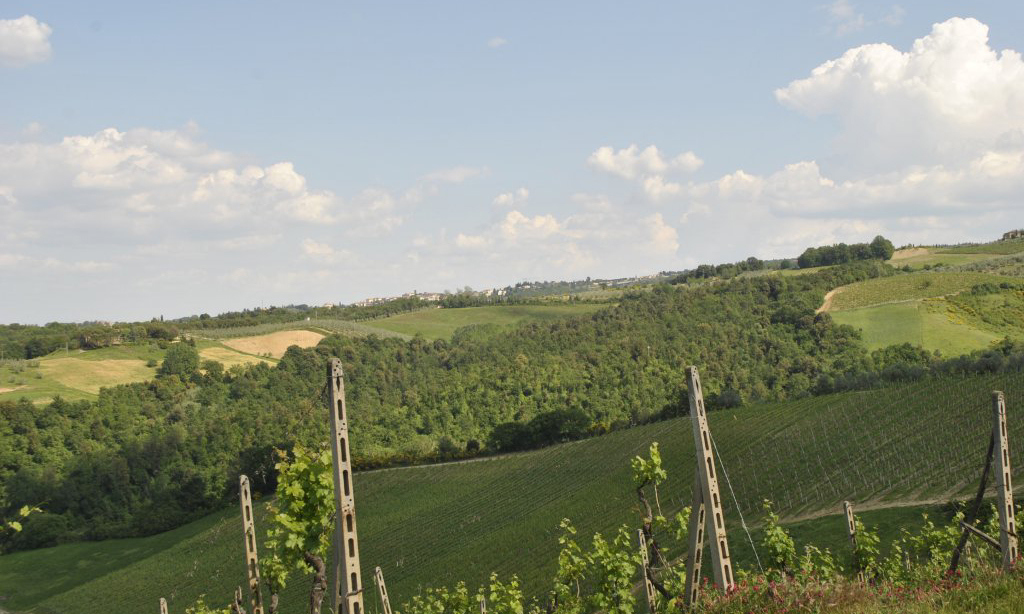 939-Azienda vitivinicola con attivita' agrituristica-Montaione-4 Agenzia Immobiliare ASIP