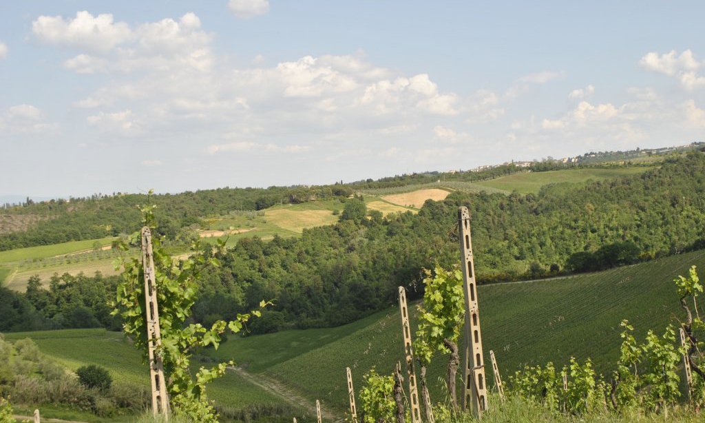 939-Azienda vitivinicola con attivita' agrituristica-Montaione-6 Agenzia Immobiliare ASIP