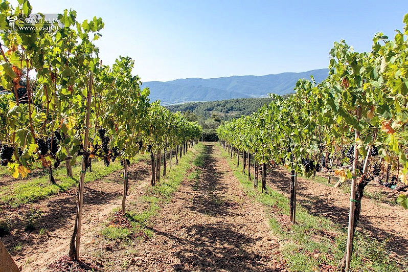 940-Azienda agricola con villa e piscina-Montecatini Val di Cecina-1 Agenzia Immobiliare ASIP