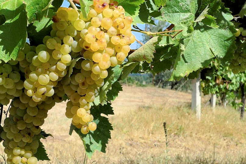 940-Azienda agricola con villa e piscina-Montecatini Val di Cecina-17 Agenzia Immobiliare ASIP