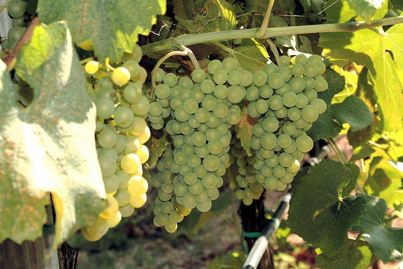 940-Azienda agricola con villa e piscina-Montecatini Val di Cecina-4 Agenzia Immobiliare ASIP