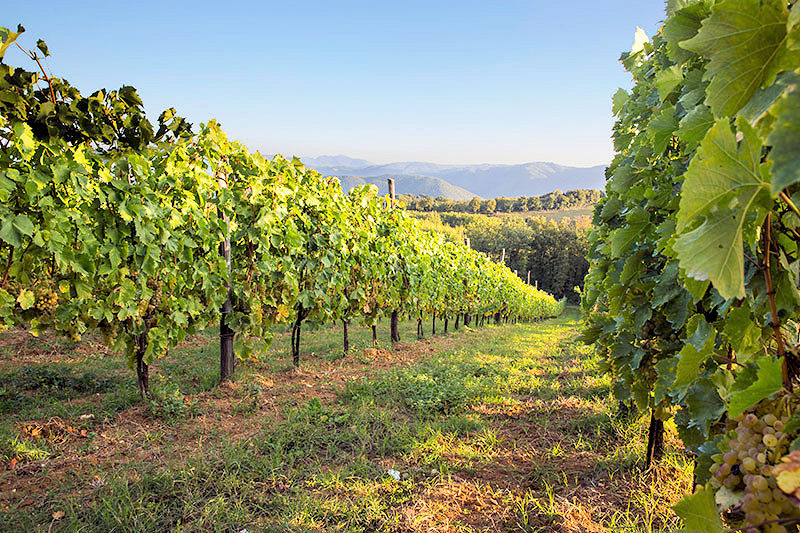 940-Azienda agricola con villa e piscina-Montecatini Val di Cecina-9 Agenzia Immobiliare ASIP