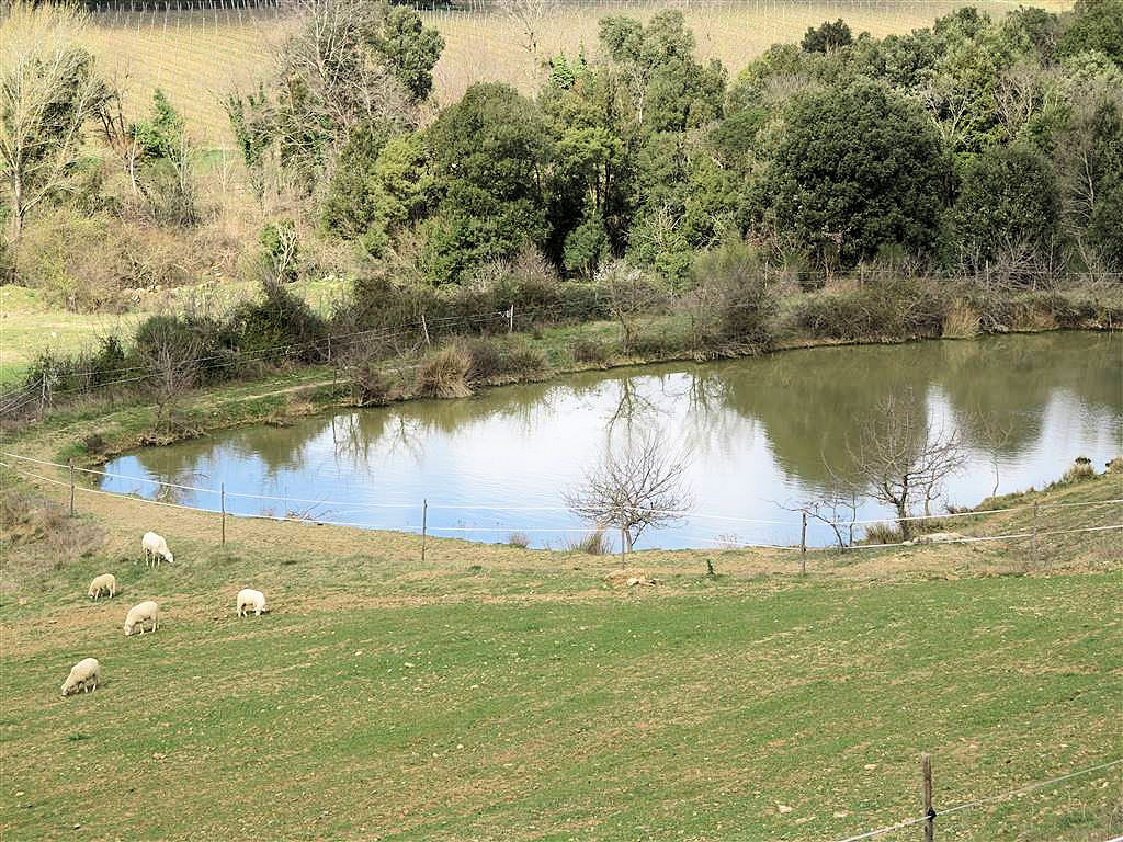 979-Rustico ristrutturato in posizione collinare-Gavorrano-2 Agenzia Immobiliare ASIP