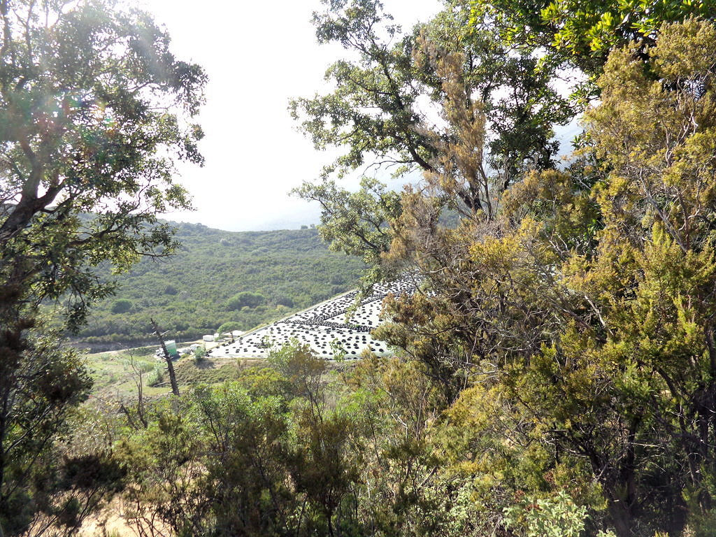 1063-Terreno per azienda agricola in posizione stupenda-Campo nell'Elba-5 Agenzia Immobiliare ASIP