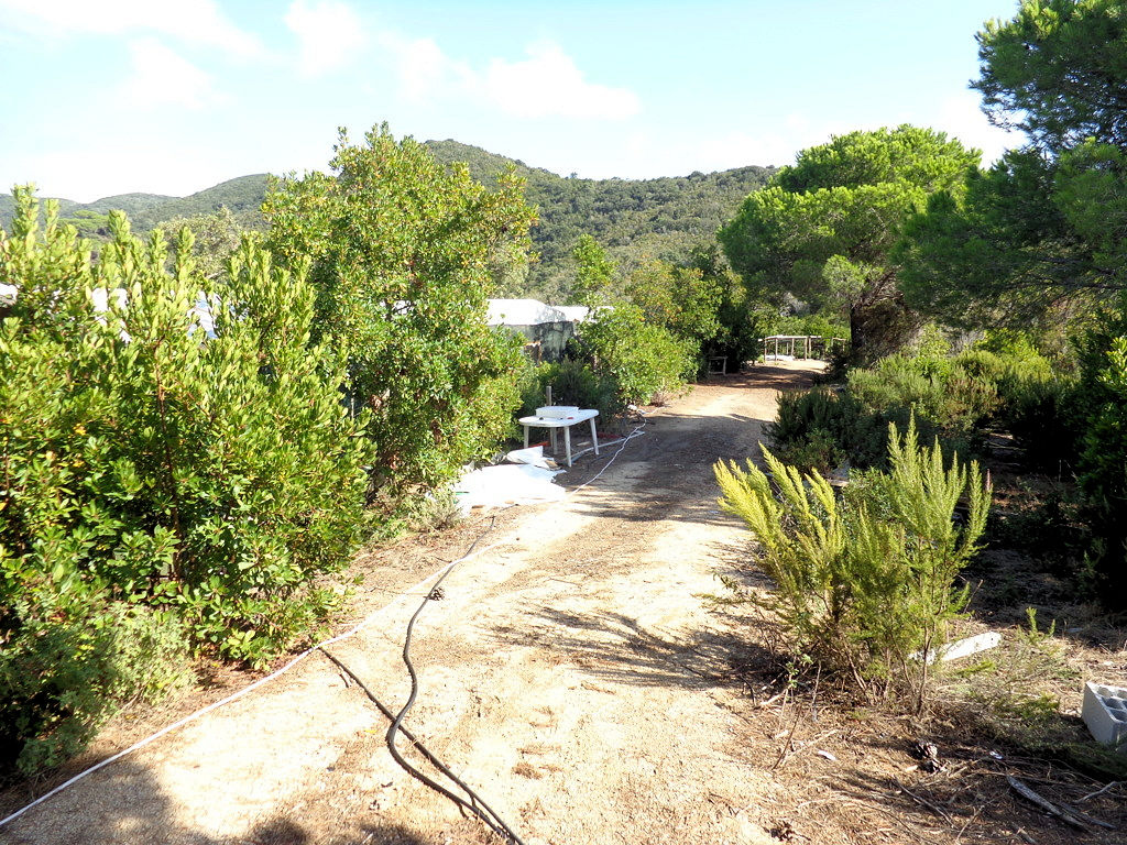 1063-Terreno per azienda agricola in posizione stupenda-Campo nell'Elba-9 Agenzia Immobiliare ASIP