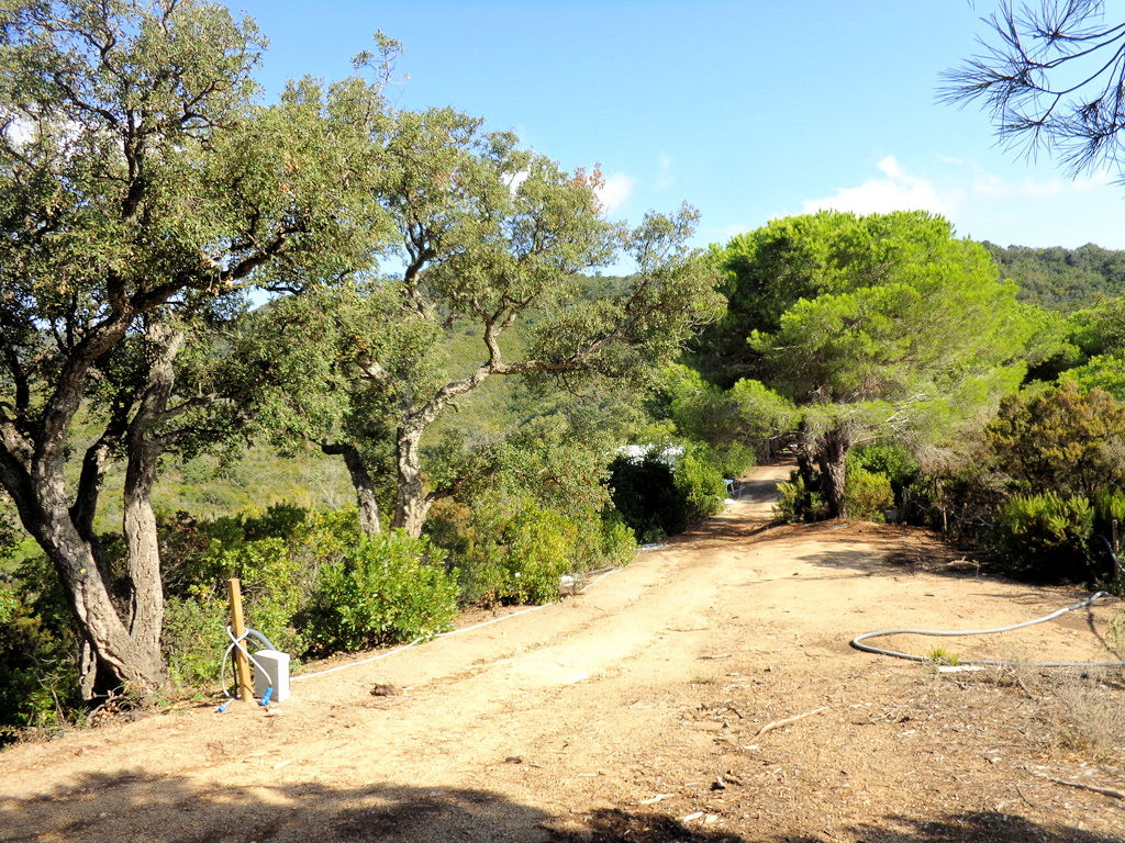 1063-Terreno per azienda agricola in posizione stupenda-Campo nell'Elba-8 Agenzia Immobiliare ASIP