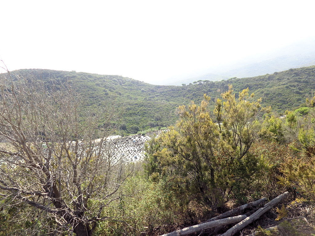 1063-Terreno per azienda agricola in posizione stupenda-Campo nell'Elba-11 Agenzia Immobiliare ASIP