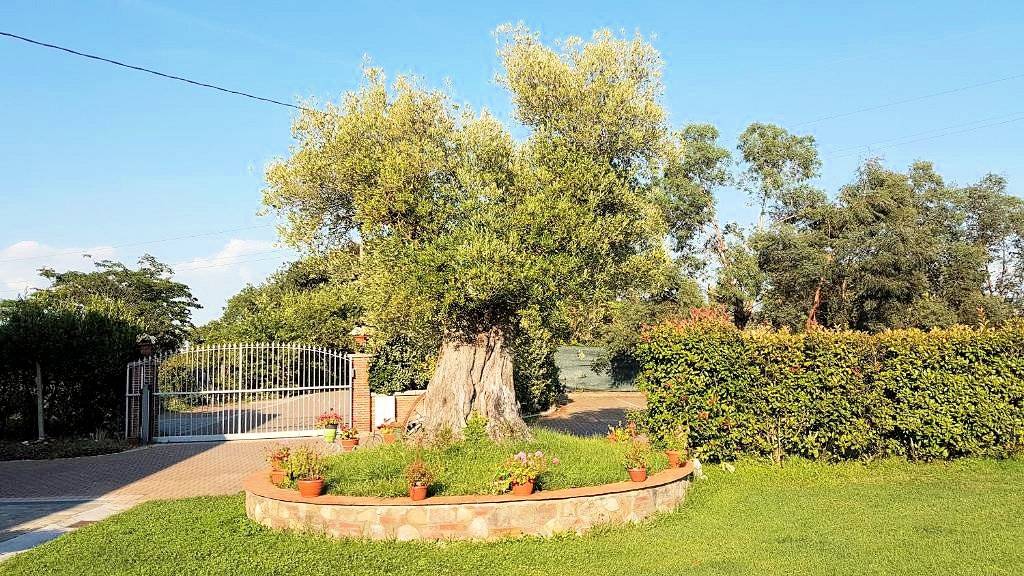 1519-Casale ristrutturato con parco e piscina-Altopascio-9 Agenzia Immobiliare ASIP
