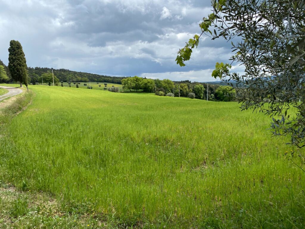 1531-Casa colonica di ampia superficie in posizione dominante con vista panoramica-Pomarance-10 Agenzia Immobiliare ASIP