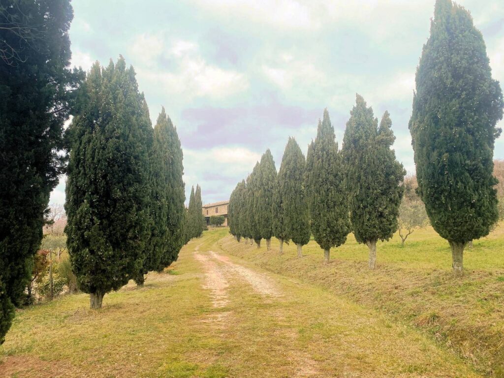 1532-Casa colonica di ampia superficie in posizione panoramica-Castelnuovo di Val di Cecina-3 Agenzia Immobiliare ASIP
