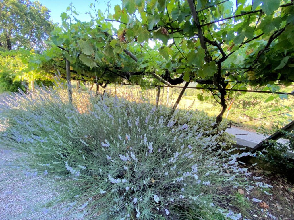1533-Porzione terratetto di villa bifamiliare in stile rustico Toscano-Castelnuovo di Val di Cecina-11 Agenzia Immobiliare ASIP