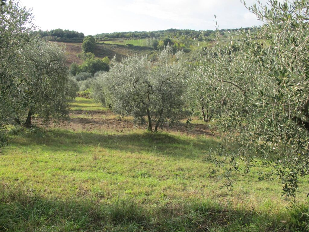 1534-Porzione di casale in stile rustico Toscano ristrutturato  con terreno in ottima posizione-Castelnuovo di Val di Cecina-11 Agenzia Immobiliare ASIP