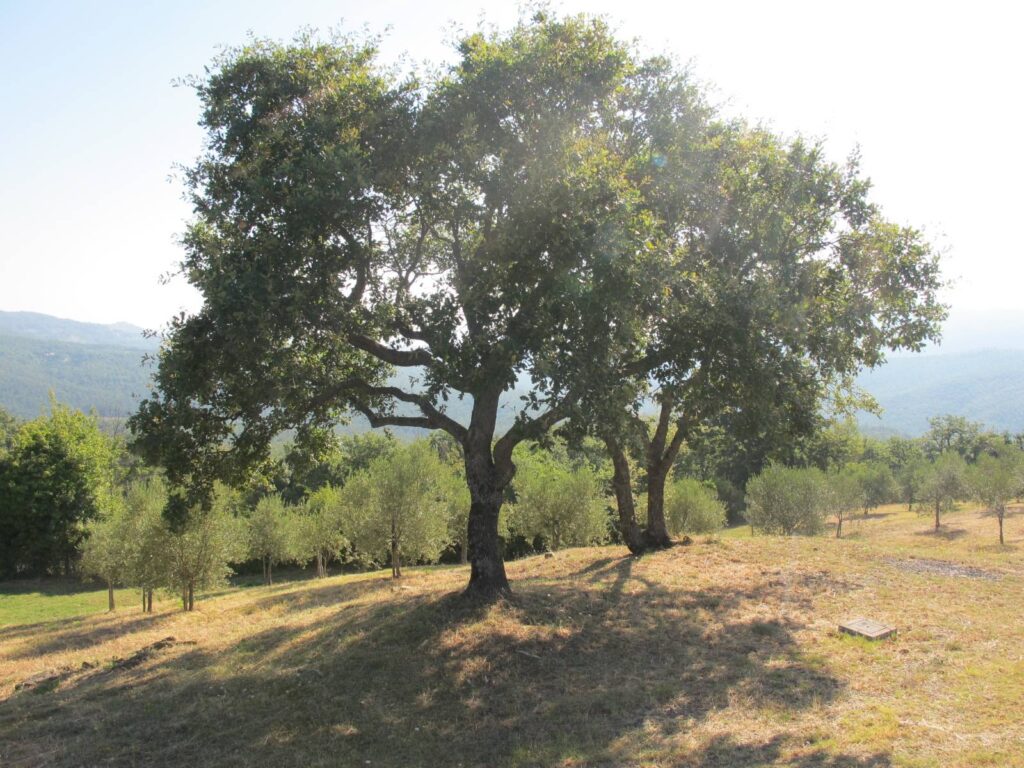 1534-Porzione di casale in stile rustico Toscano ristrutturato  con terreno in ottima posizione-Castelnuovo di Val di Cecina-10 Agenzia Immobiliare ASIP