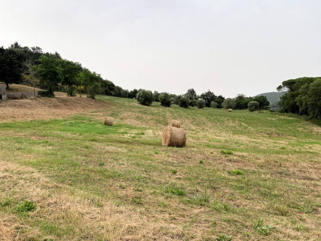 1535-Colonica in pietra da ristrutturare con vista panoramica mozzafiato-Monteverdi Marittimo-15 Agenzia Immobiliare ASIP