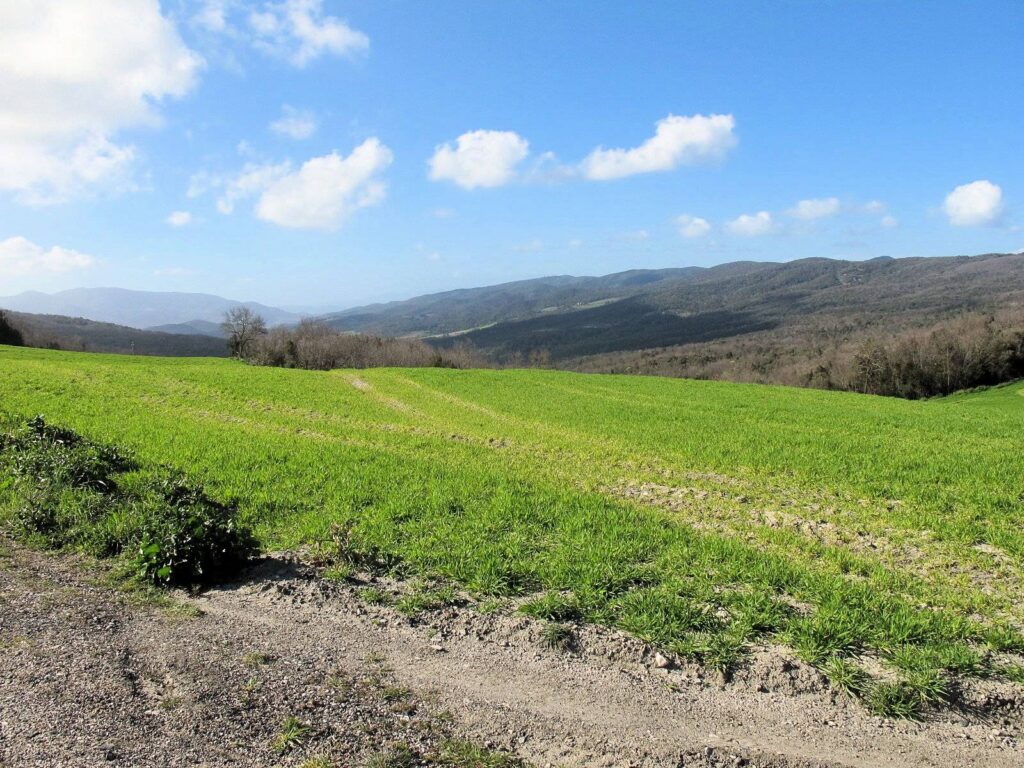 1536-Colonica da ristrutturare con ampio terreno in posizione panoramica-Lajatico-13 Agenzia Immobiliare ASIP