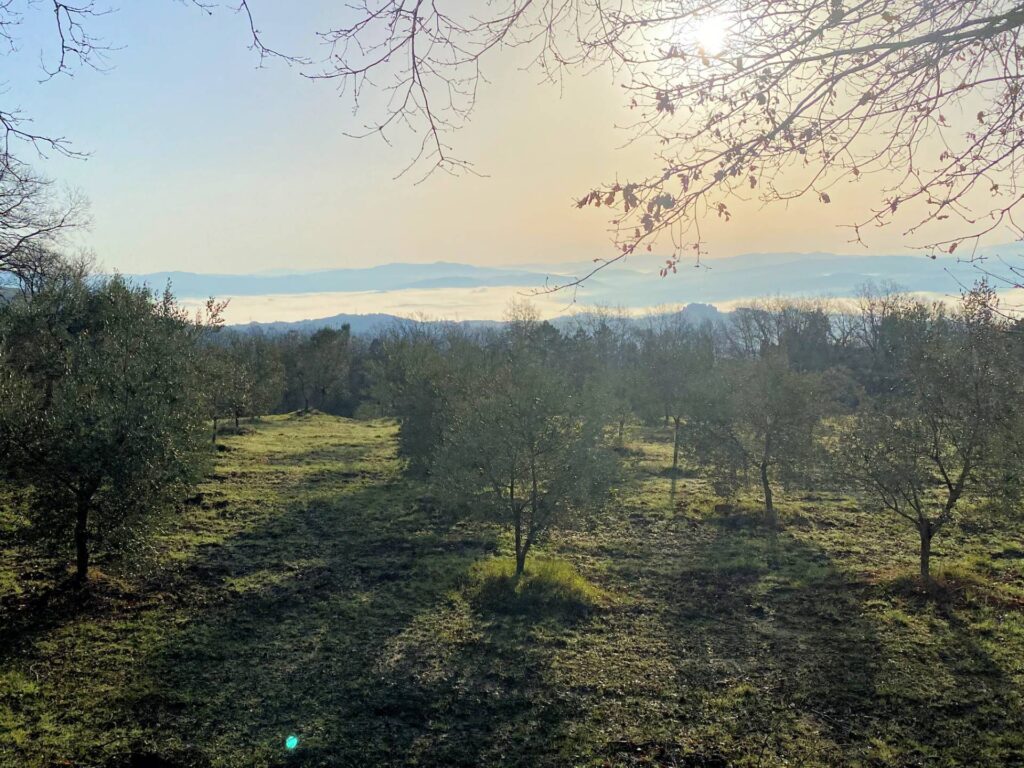 1536-Colonica da ristrutturare con ampio terreno in posizione panoramica-Lajatico-6 Agenzia Immobiliare ASIP