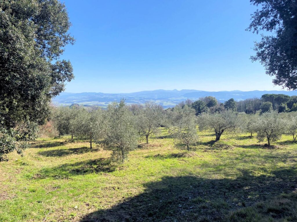 1536-Colonica da ristrutturare con ampio terreno in posizione panoramica-Lajatico-4 Agenzia Immobiliare ASIP