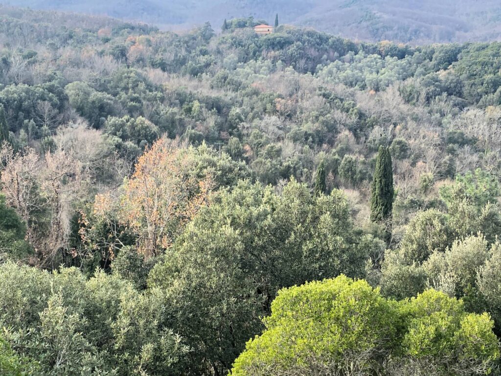 1536-Colonica da ristrutturare con ampio terreno in posizione panoramica-Lajatico-21 Agenzia Immobiliare ASIP