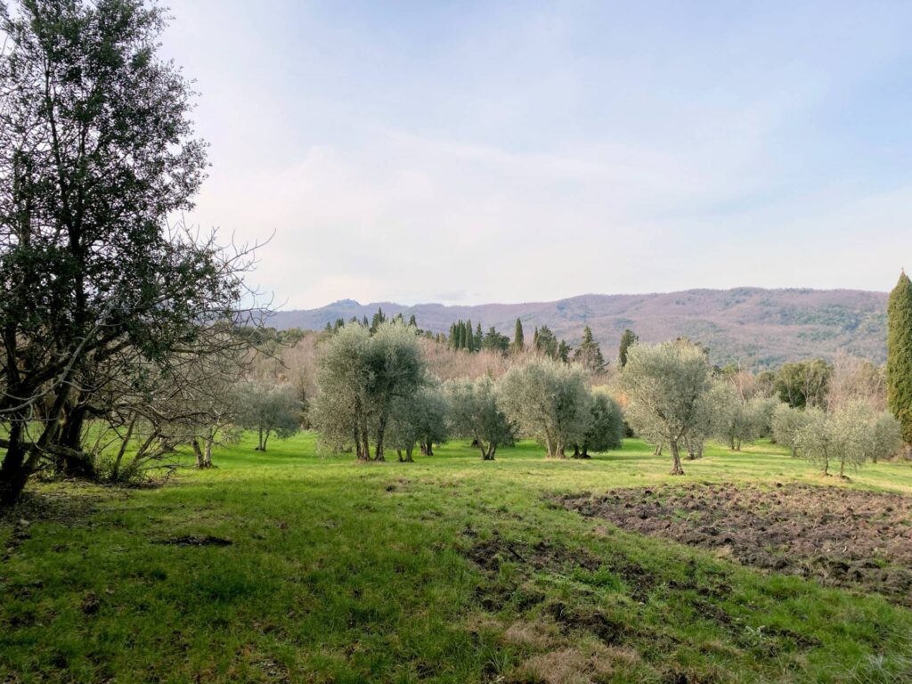 1536-Colonica da ristrutturare con ampio terreno in posizione panoramica-Lajatico-14 Agenzia Immobiliare ASIP