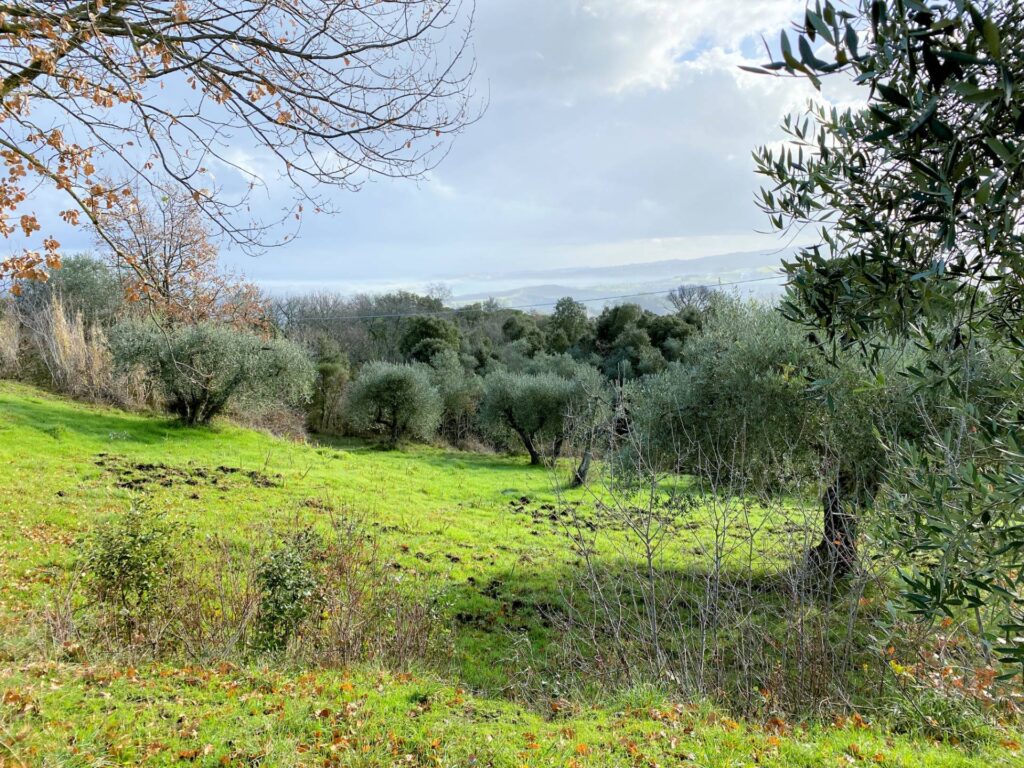 1536-Colonica da ristrutturare con ampio terreno in posizione panoramica-Lajatico-11 Agenzia Immobiliare ASIP