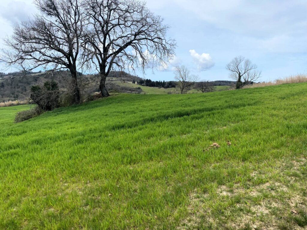 1536-Colonica da ristrutturare con ampio terreno in posizione panoramica-Lajatico-12 Agenzia Immobiliare ASIP