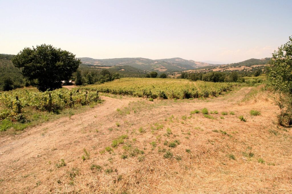 1541-Azienda vitivinicola con produzione di vini di alta qualita' in posizione collinare con vista panoramica-Scansano-11 Agenzia Immobiliare ASIP